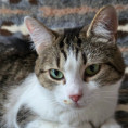 Stella